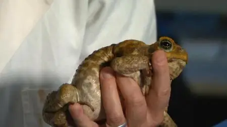 Australia's Most Dangerous (2019)