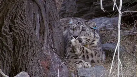 Planet Earth - Natural World: Snow Leopards (2010) (Repost)