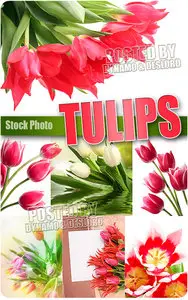 Tulips 4 - UHQ Stock Photo