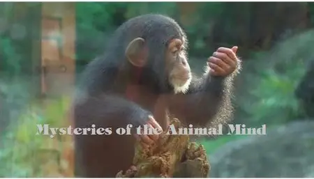 CBC - The Nature of Things: Mysteries of the Animal Mind (2014)