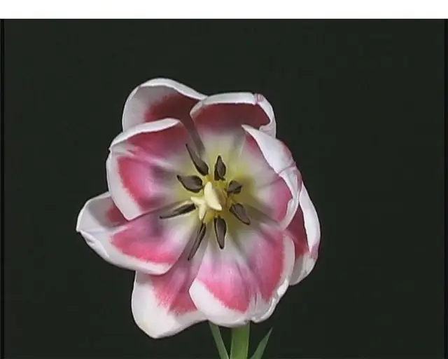 Flower Footage on Black Background