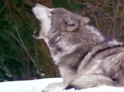 Discovery Channel - Why Dogs Smile And Chimpanzees Cry