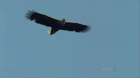 PBS - Nature: Eagles of Mull (2005)
