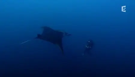 (Fr5) Sa majesté la raie manta (2013)