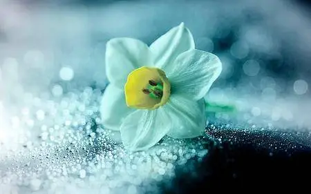 Macro Wallpapers (part-23)