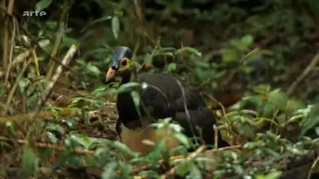 (Arte) Le maléo, l'oiseau des volcans (2009){Re-UP}