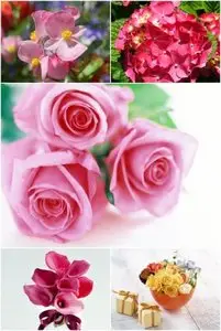 Wallpapers - Flowers Pack#5