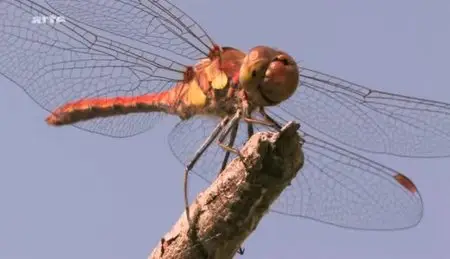 (Arte) Libellules, à tire-d'ailes (2012)