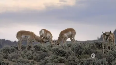 PBS - Nature: The Sagebrush Sea (2015)
