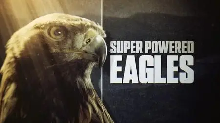 BBC Natural World - Super Powered Eagles (2020)