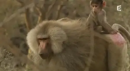 (Fr5) Les babouins de la vallée du Rift (2013)