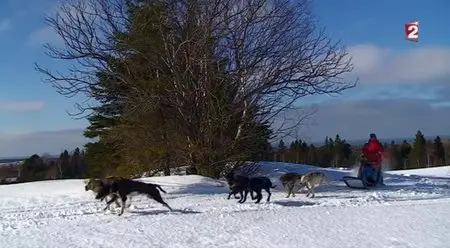 (Fr2) Les forêts du Québec en 4 couleurs (2014)