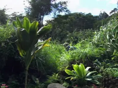 Komodo vs. Cobra (2005) 