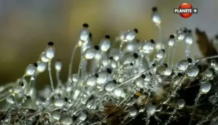 (Planète) Merveilles des mondes invisibles (2011)