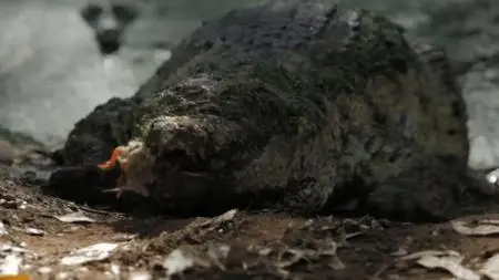 Australia's Most Dangerous (2019)
