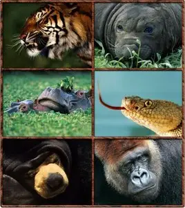 Wallpaper - Wild Kingdom
