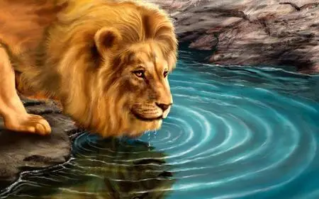 Lion Wallpaper 