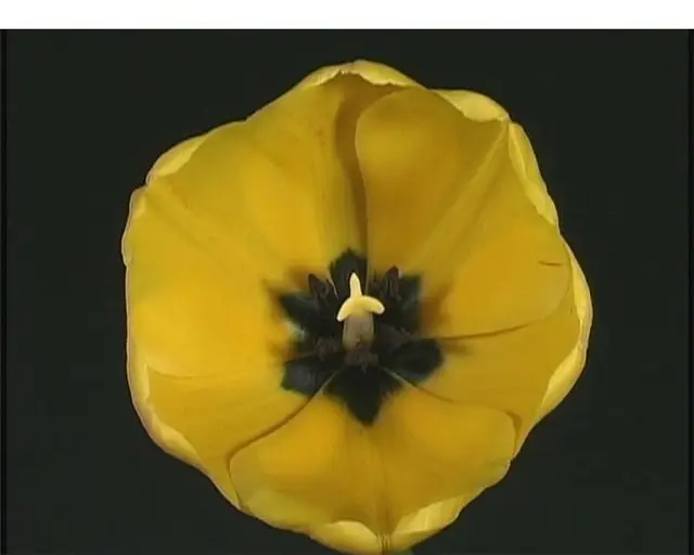 Flower Footage on Black Background