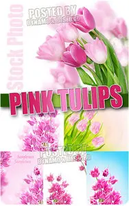 Pink Tulips - UHQ Stock Photo