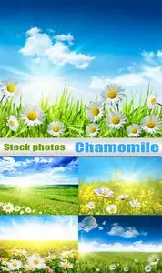 Chamomile