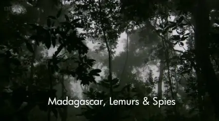 BBC Natural World - Madagascar, Lemurs and Spies (2012)