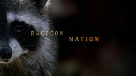 PBS Nature - Raccoon Nation (2012)