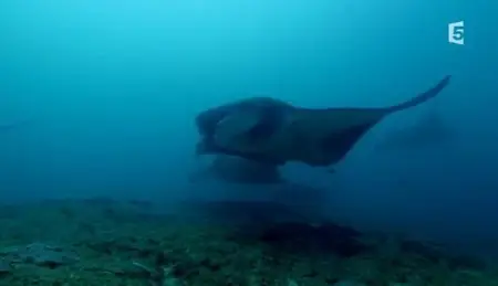 (Fr5) Sa majesté la raie manta (2013)