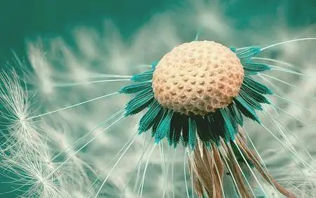 Macro Wallpapers (part-23)