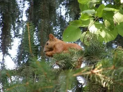 Nature of Ukraine / Природа Украины / Природа України