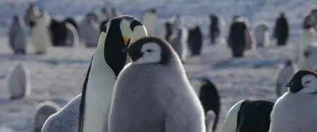 La Marcia Dei Pinguini Il Richiamo / L'empereur (2017)
