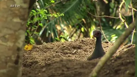 (Arte) Le maléo, l'oiseau des volcans (2009){Re-UP}