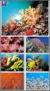 80 Beautiful Corals Stock Wallpapers
