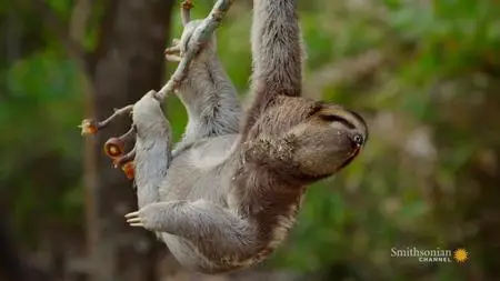 Smithsonian Channel - Colombia: Wild Magic (2016)
