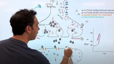 Foundations Of Neuroscience, Psychology And The Brain