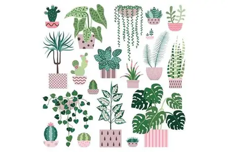 House Plants Cacti and Succulents Flower Pots