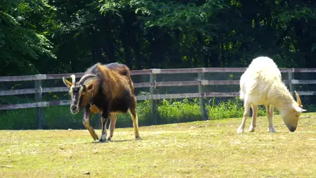 Nora to Oujo to Noraneko Heart - 01 (BD 1920x1080 x 264 Flac mkv