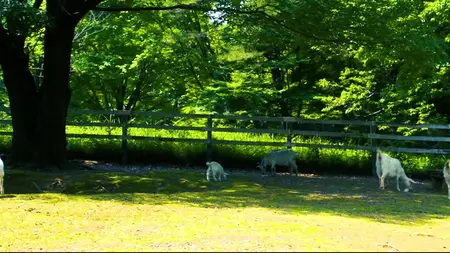 Nora to Oujo to Noraneko Heart - 01 (BD 1920x1080 x 264 Flac mkv