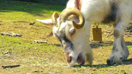 Nora to Oujo to Noraneko Heart - 01 (BD 1920x1080 x 264 Flac mkv