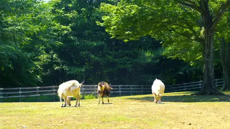 Nora to Oujo to Noraneko Heart - 01 (BD 1920x1080 x 264 Flac mkv