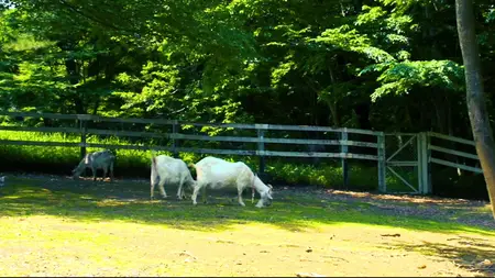 Nora to Oujo to Noraneko Heart - 01 (BD 1920x1080 x 264 Flac mkv