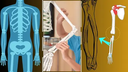 ANATOMY:BONES: UPPER LIMB:PART 3