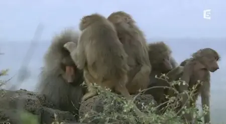 (Fr5) Les babouins de la vallée du Rift (2013)