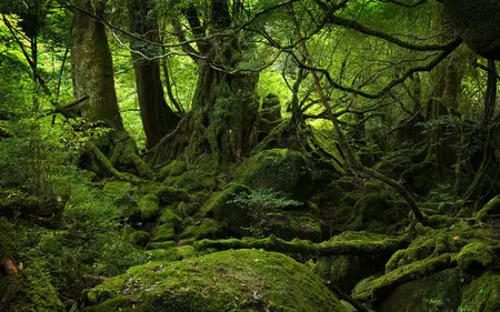 trees