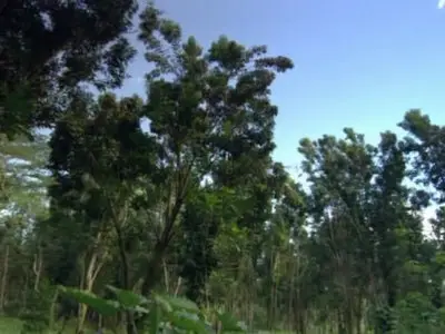 Komodo vs. Cobra (2005) 