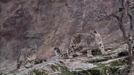 Planet Earth - Natural World: Snow Leopards (2010) (Repost)