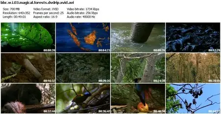 BBC - Wild Indonesia - Magical Forests