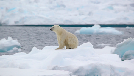 BBC - Undiscovered Worlds: Arctic (2019)