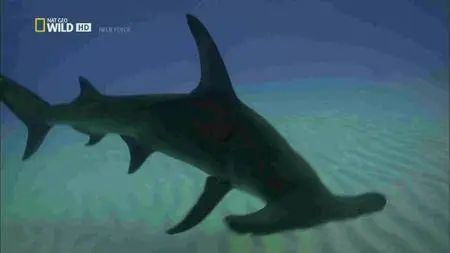 National Geographic - Hunting the Hammerhead (2015)