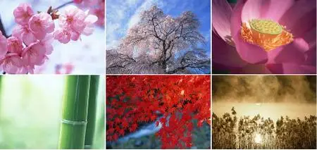 Datacraft Sozaijiten Vol. 146 - Four Seasons & Flowing Plants of Japan