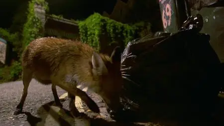 Wild Britain S01E08